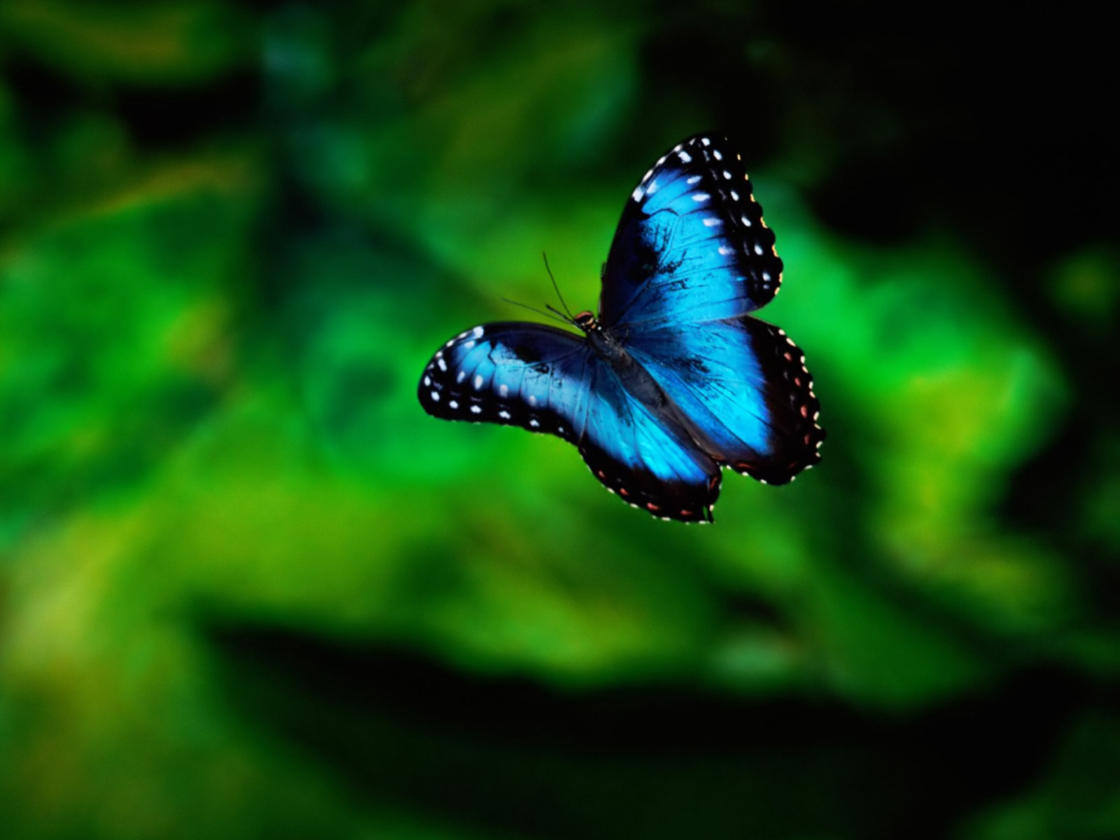 Real Butterfly Wallpapers