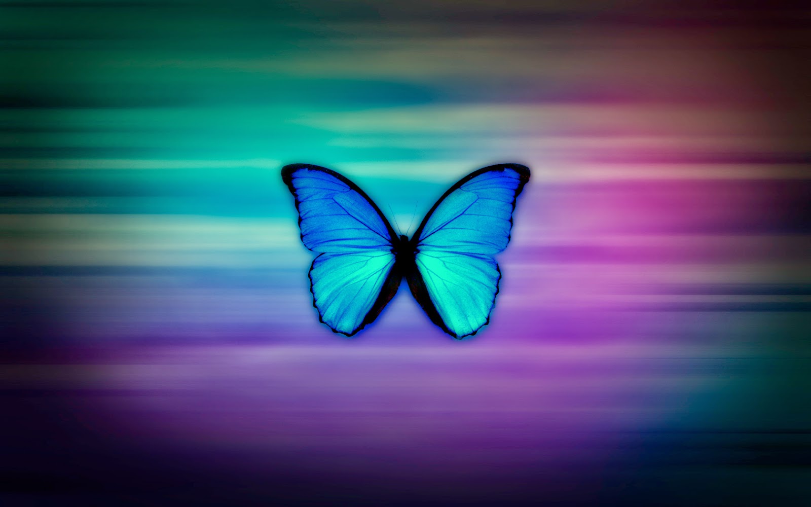 Real Butterfly Wallpapers