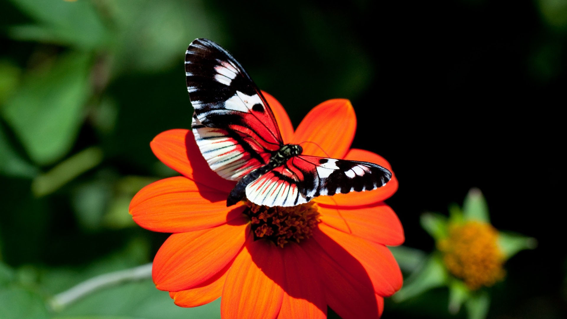 Real Butterfly Wallpapers