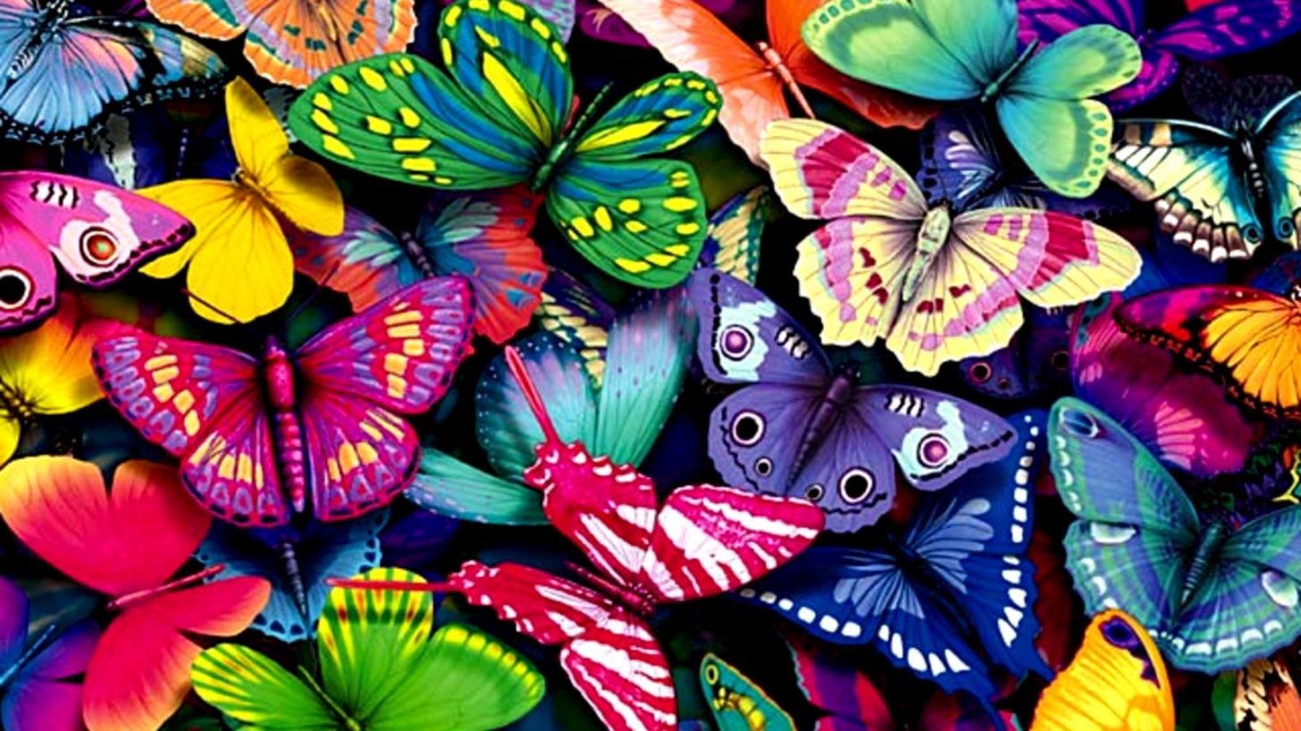 Real Butterfly Wallpapers