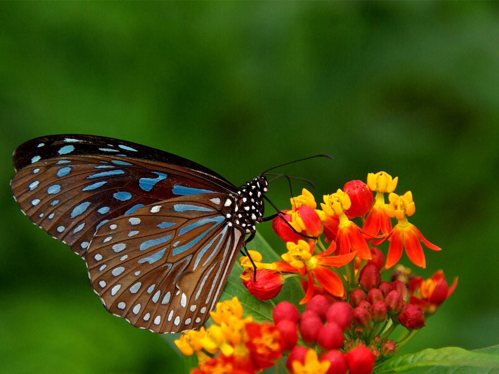 Real Butterfly Wallpapers