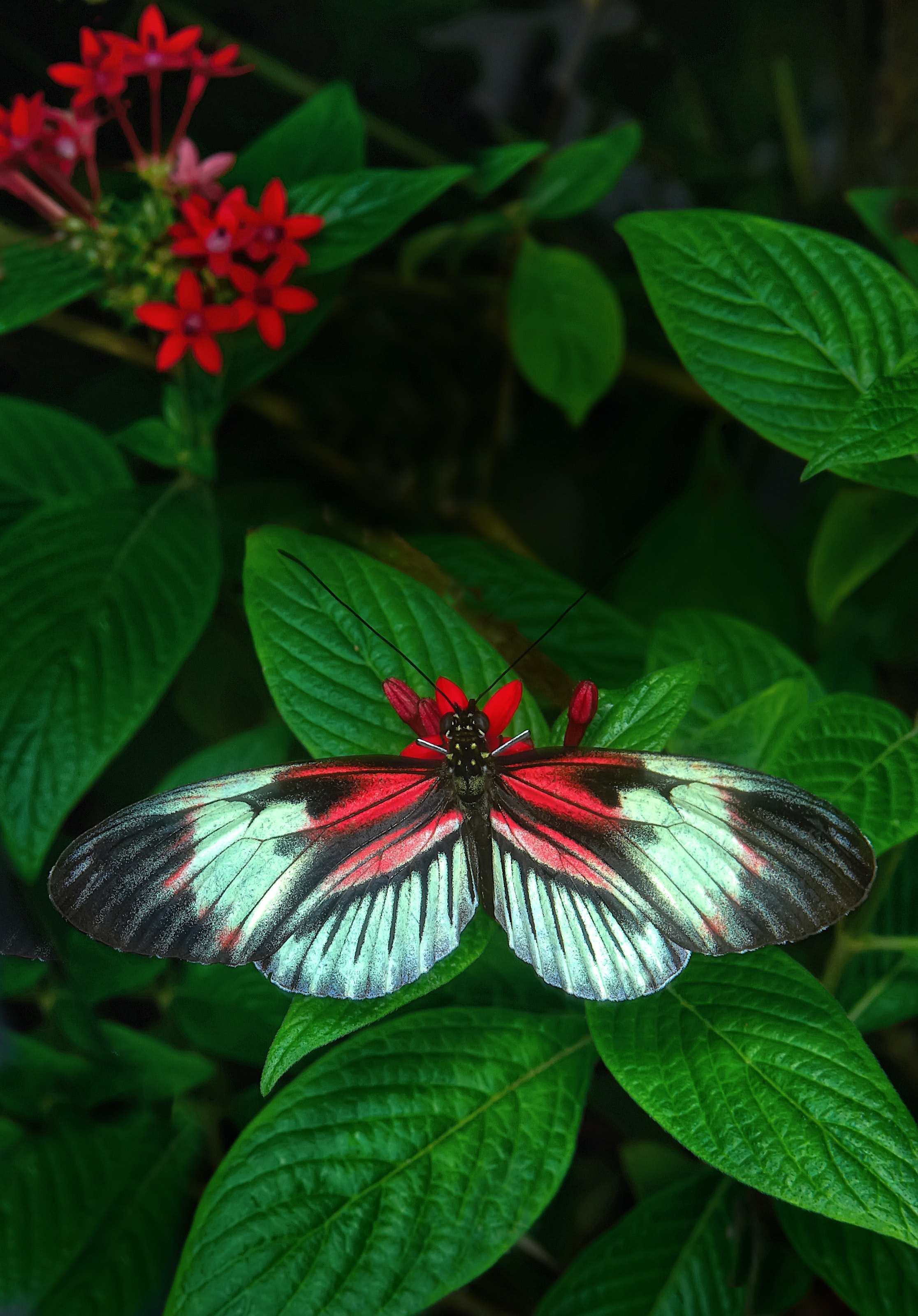 Real Butterfly Wallpapers