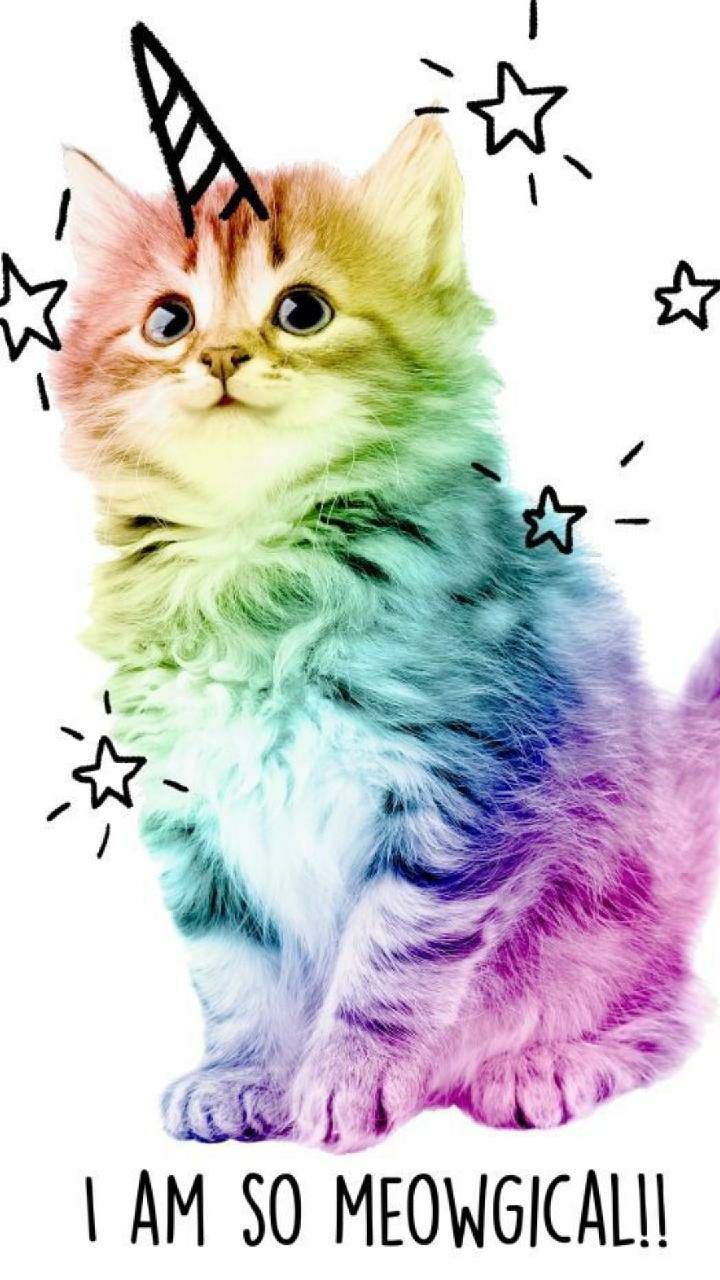 Real Rainbow Cat Wallpapers