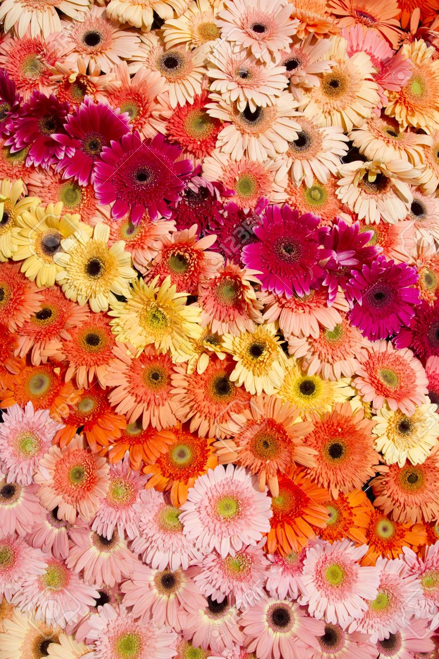 Real Rainbow Daisy Wallpapers