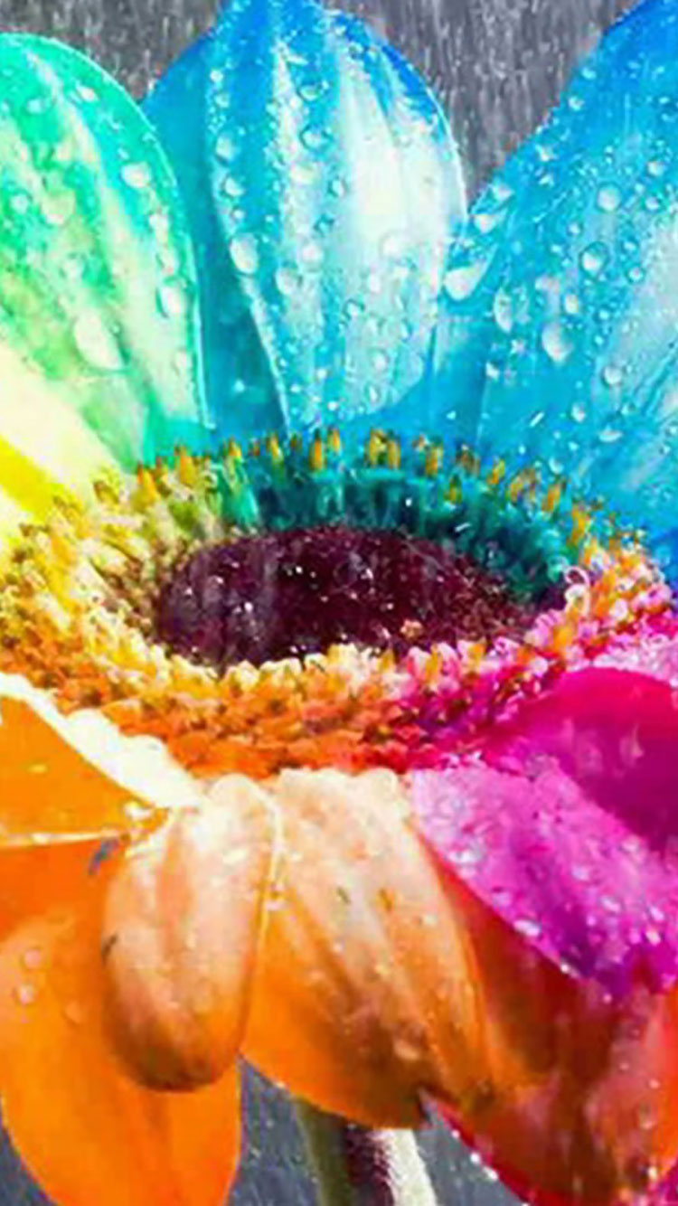 Real Rainbow Daisy Wallpapers
