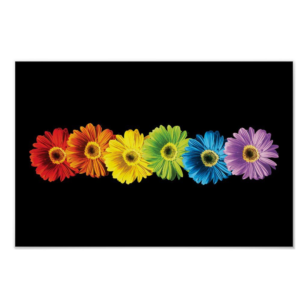 Real Rainbow Daisy Wallpapers