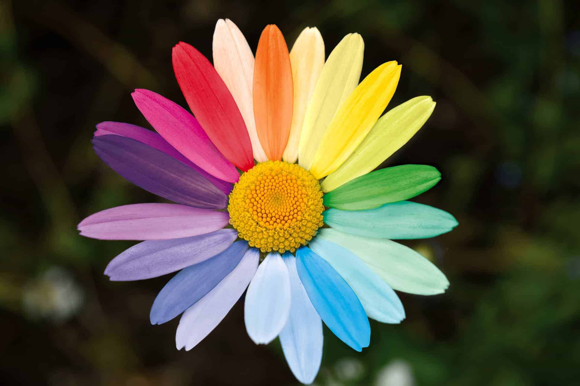 Real Rainbow Daisy Wallpapers