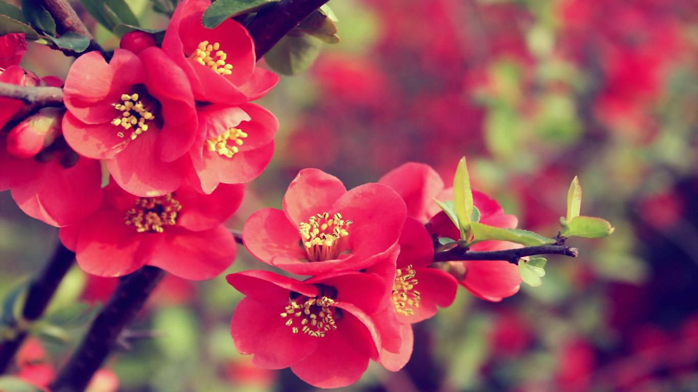 Realistic Flower Wallpapers