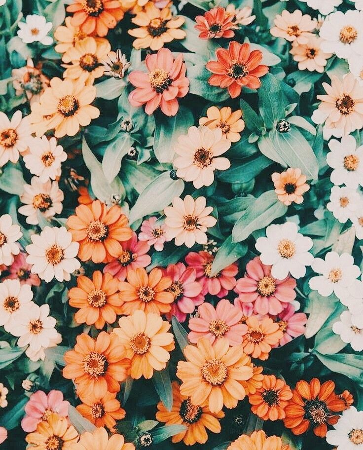 Realistic Flower Wallpapers