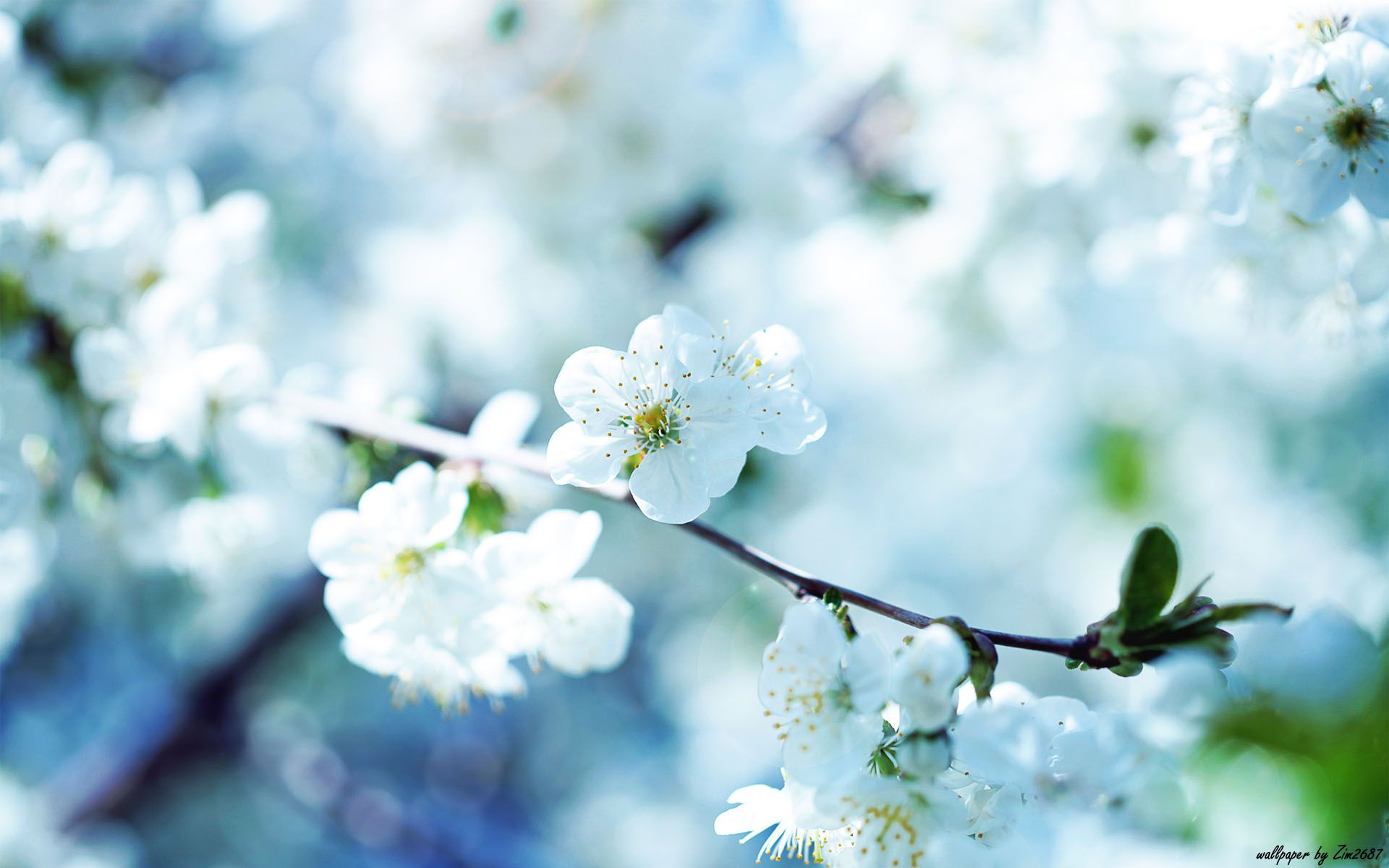 Realistic Flower Wallpapers