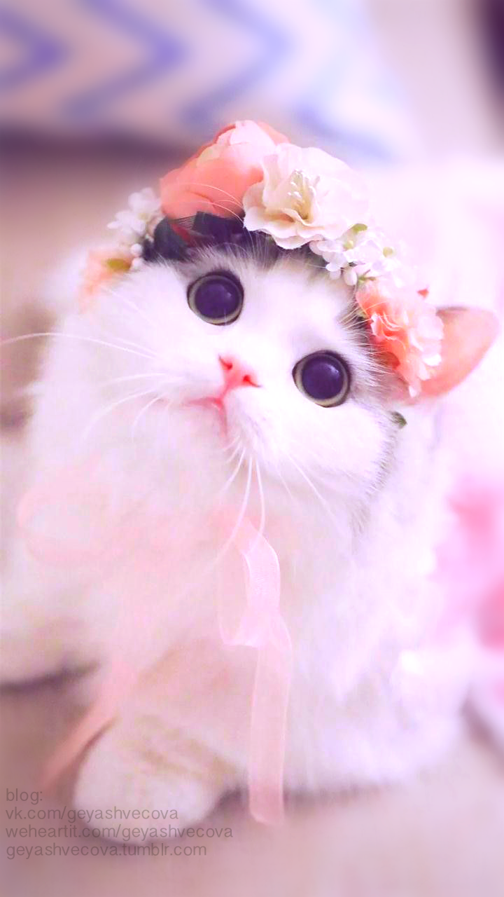Really Cute Cat Wallpapers