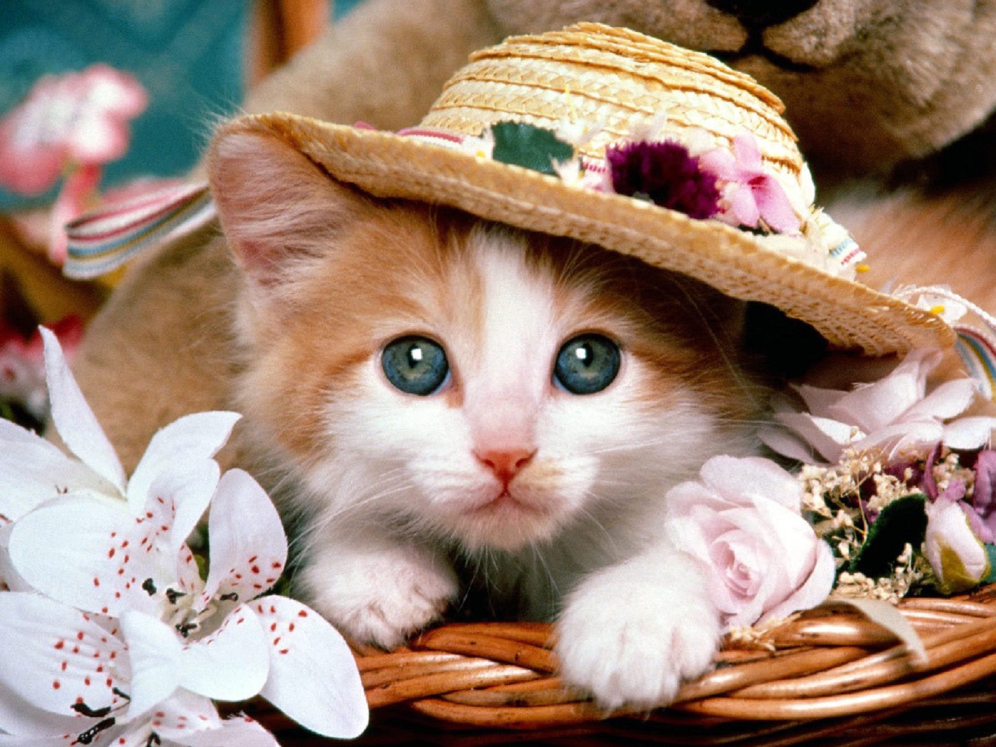 Really Cute Cat Wallpapers