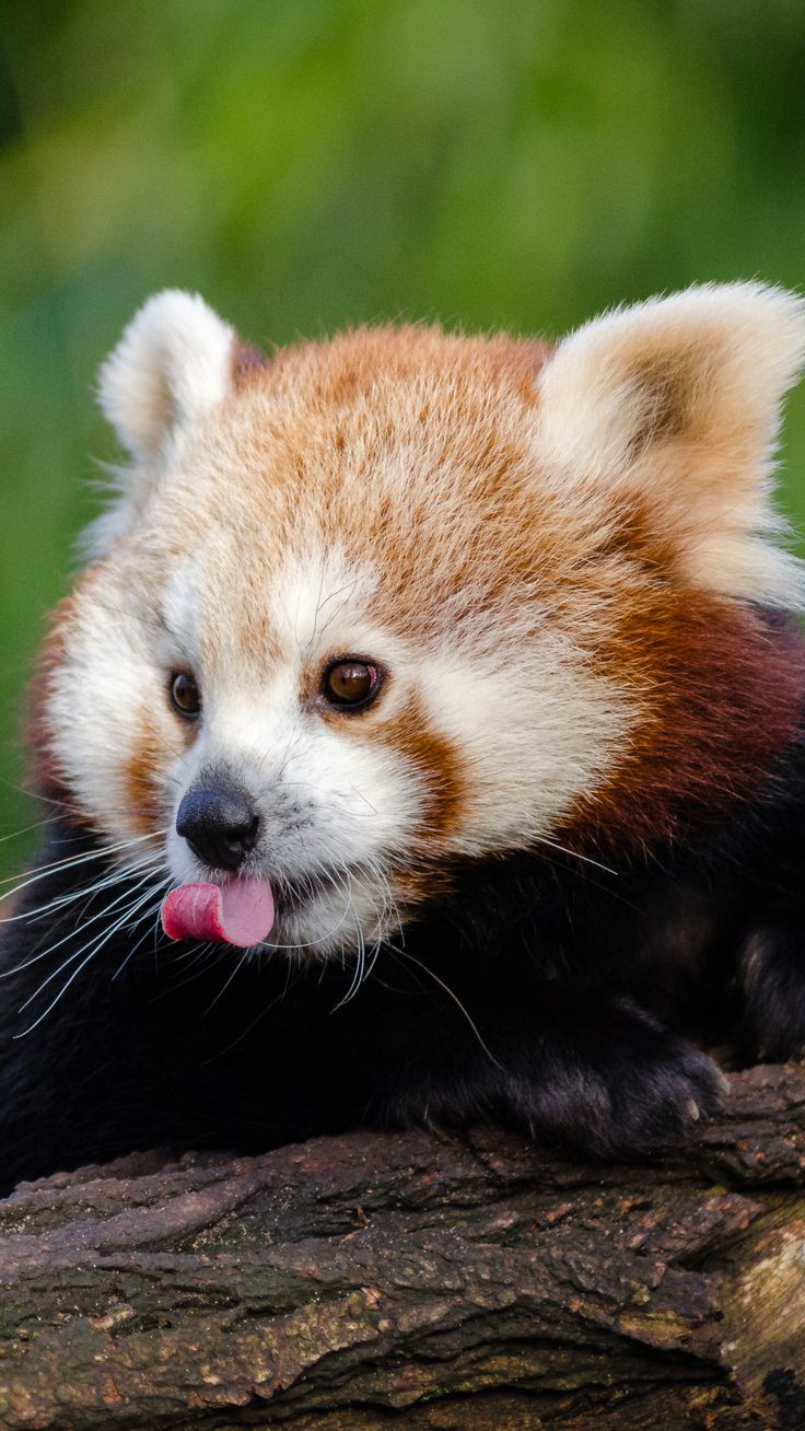 Red Panda Baby Pictures Wallpapers