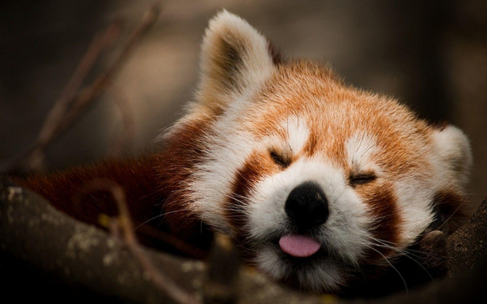 Red Panda Baby Pictures Wallpapers