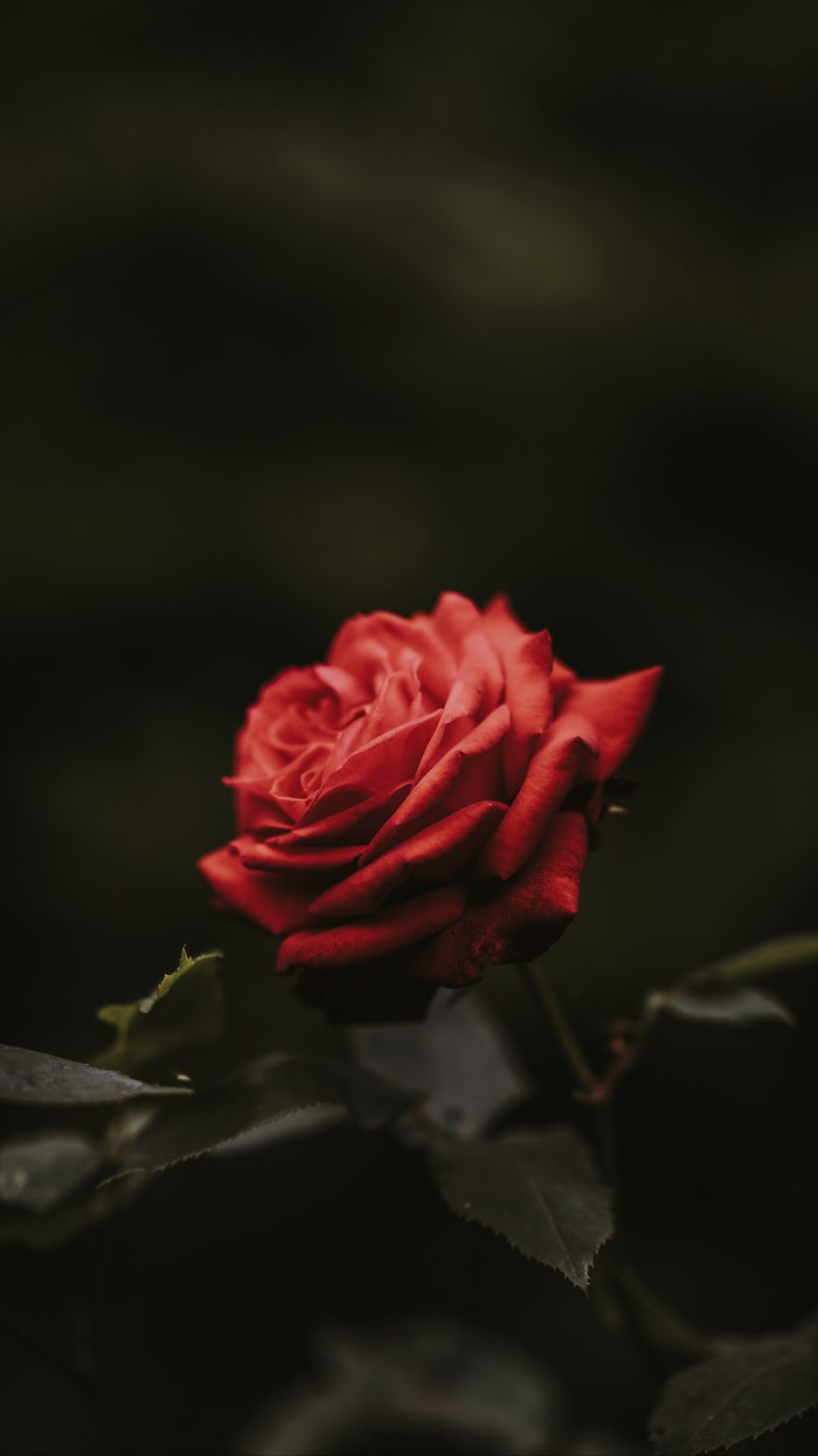 Red Roses Iphone Wallpapers