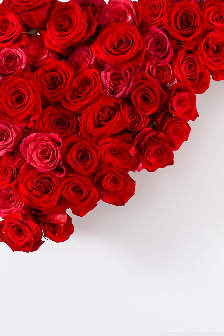 Red Roses Iphone Wallpapers