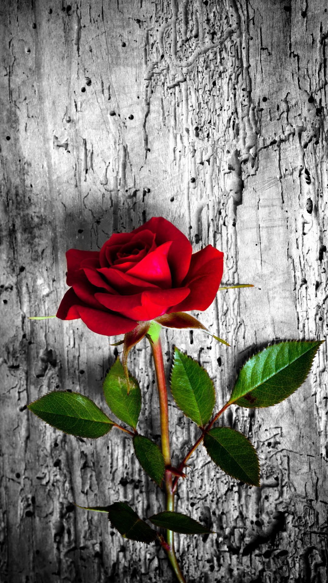 Red Roses Iphone Wallpapers