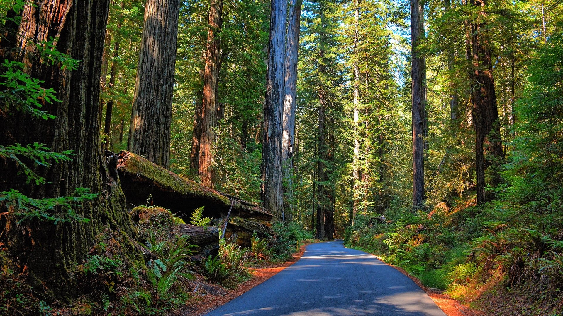 Redwood Forest 4K Wallpapers