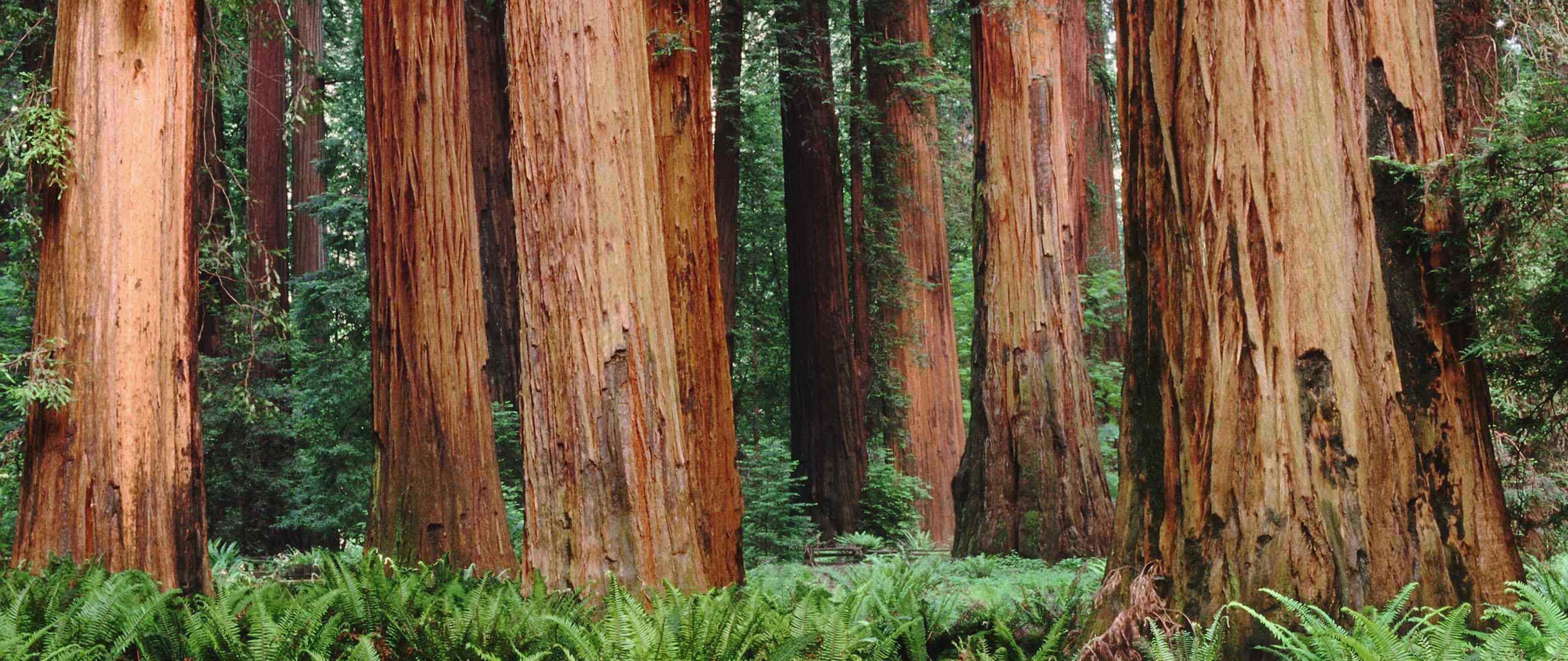 Redwood Forest 4K Wallpapers