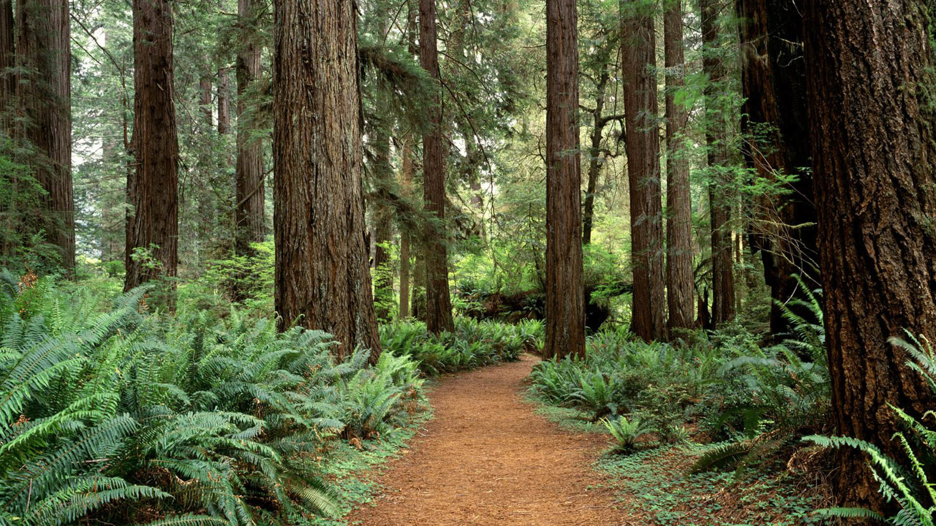 Redwood Forest 4K Wallpapers