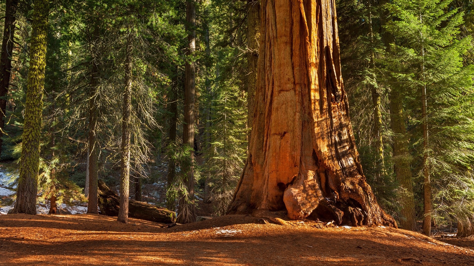 Redwood Forest 4K Wallpapers