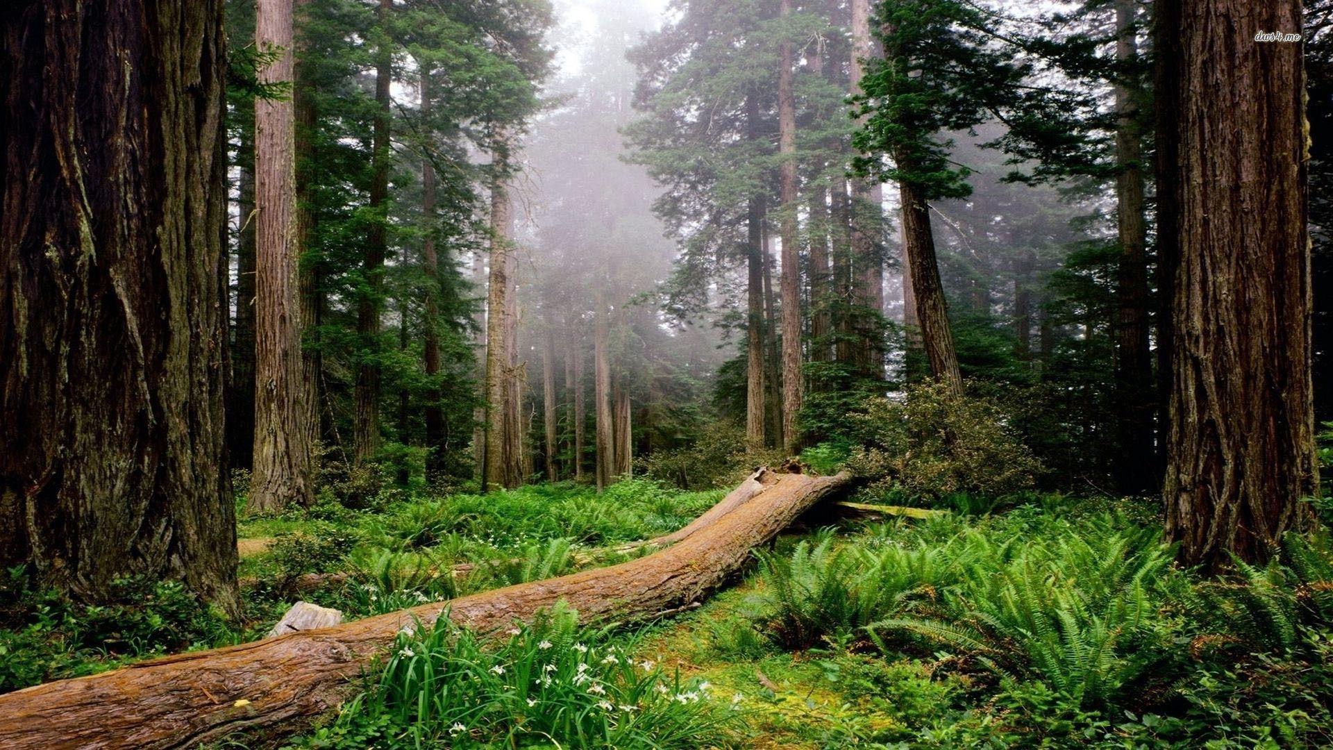 Redwood Forest 4K Wallpapers