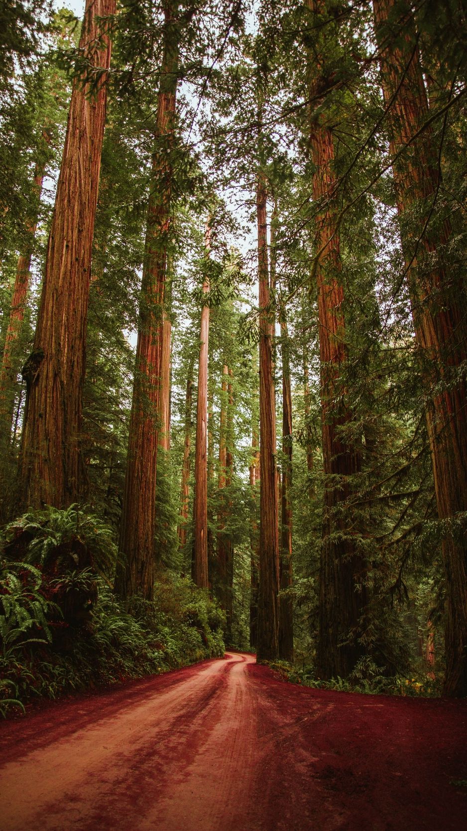 Redwood Forest 4K Wallpapers