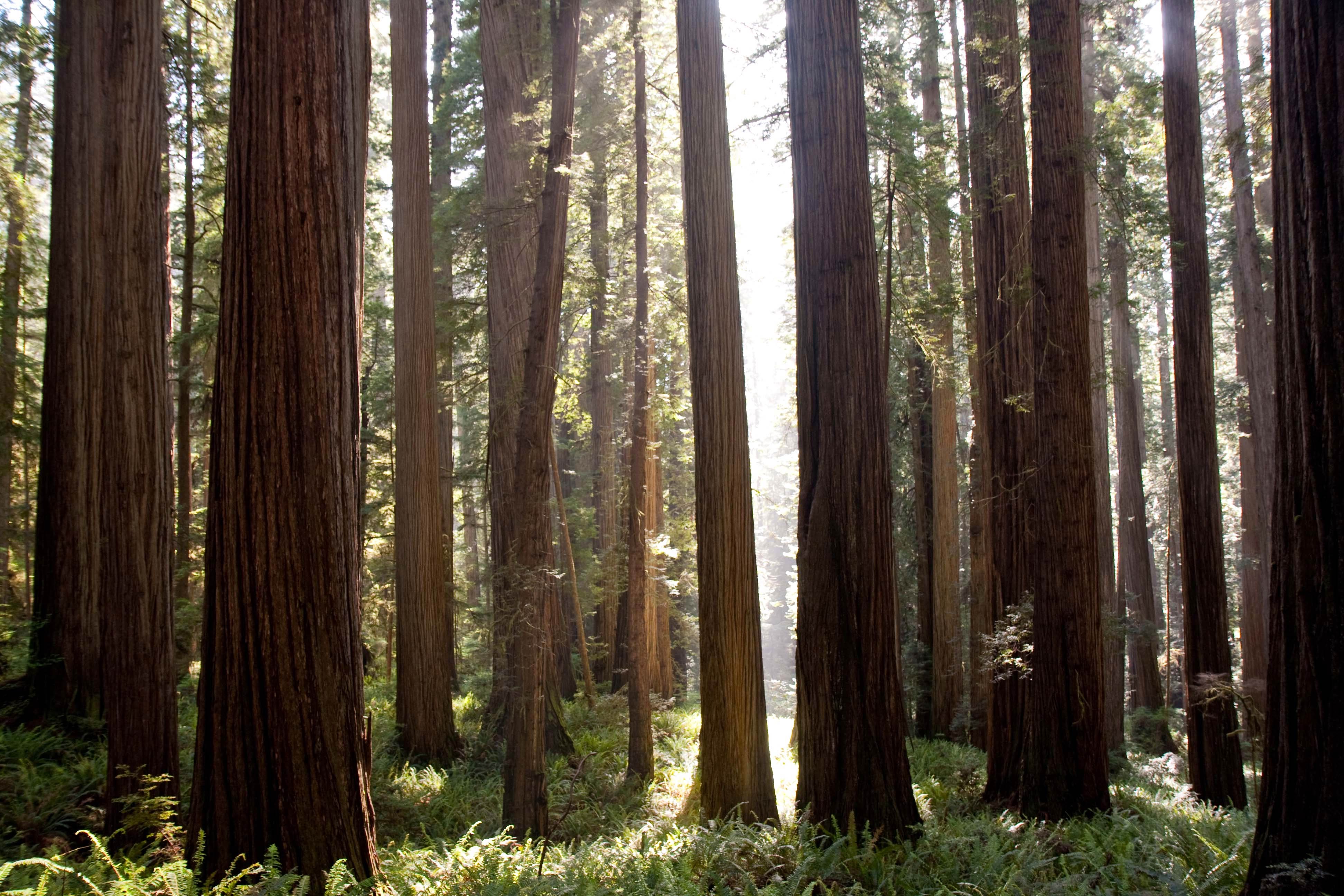 Redwood Forest 4K Wallpapers