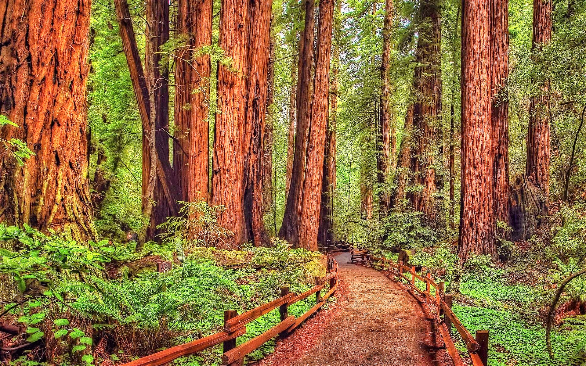 Redwood Forest 4K Wallpapers