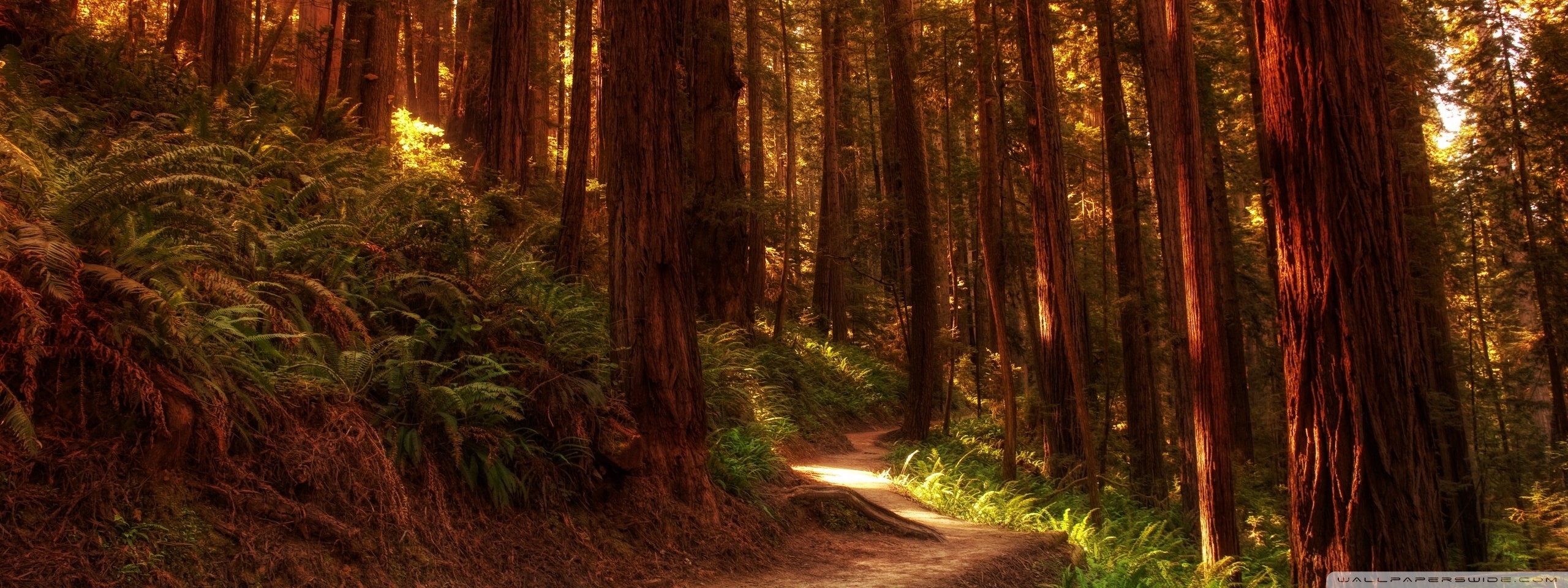 Redwood Forest 4K Wallpapers