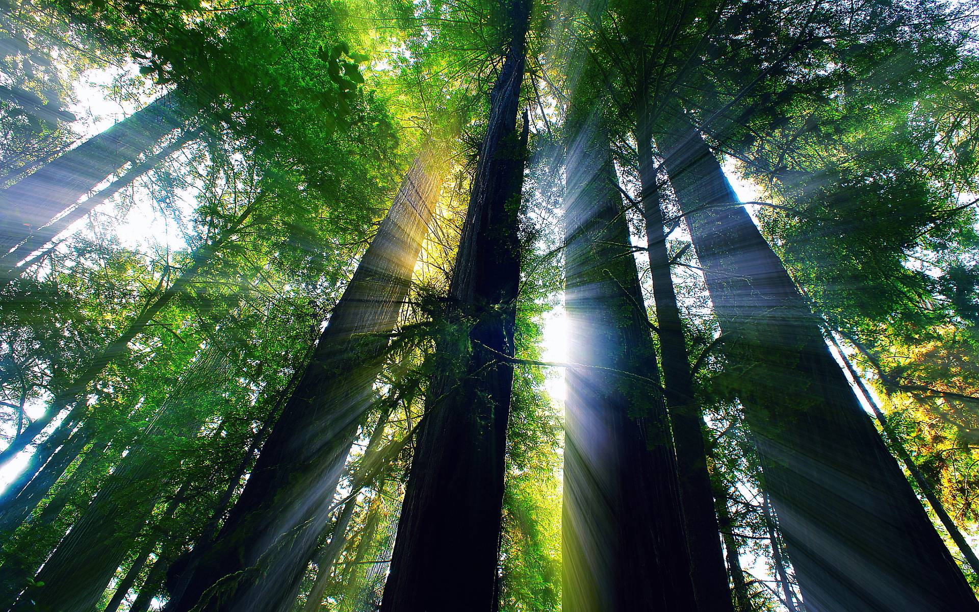 Redwood Forest 4K Wallpapers