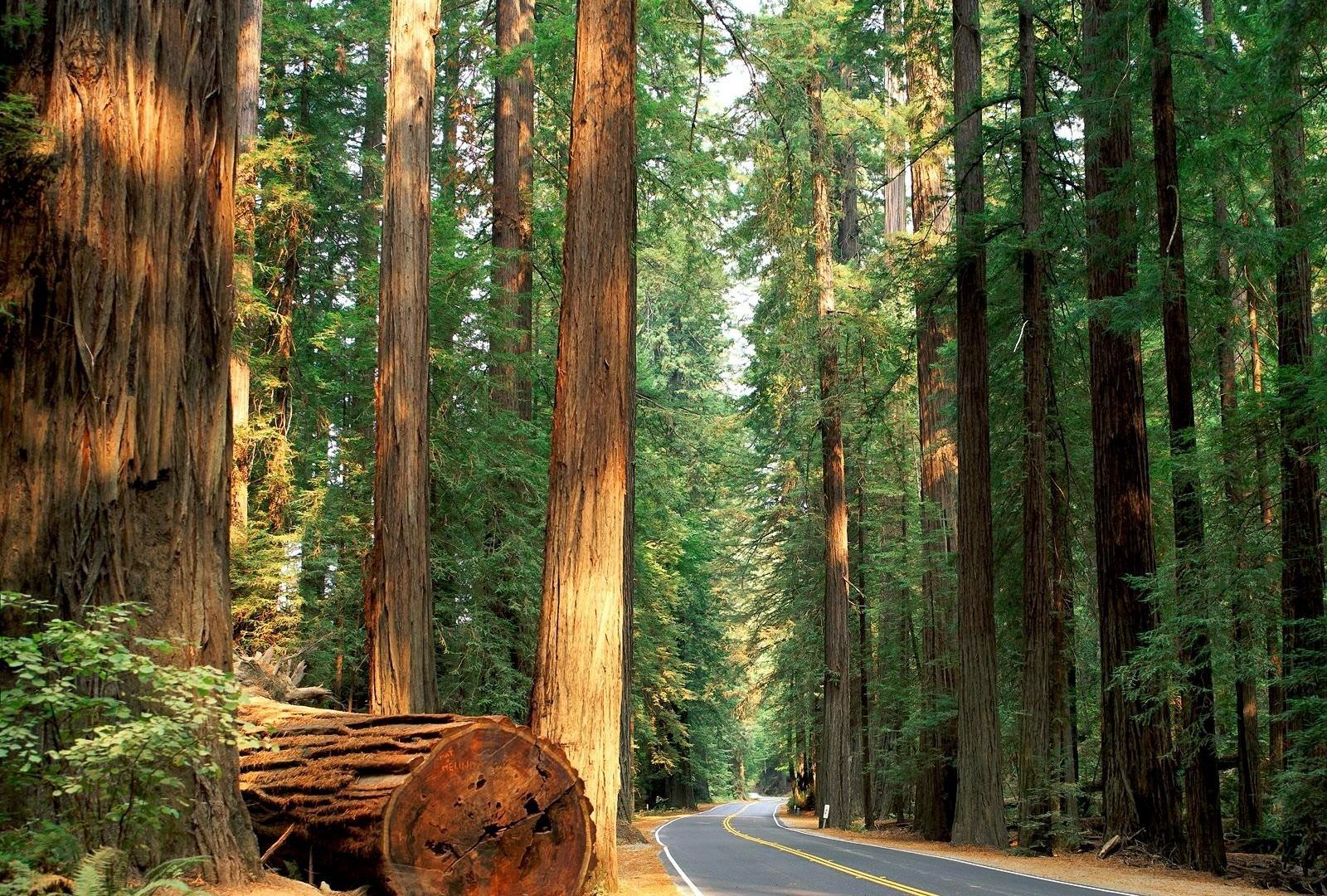 Redwood Forest 4K Wallpapers