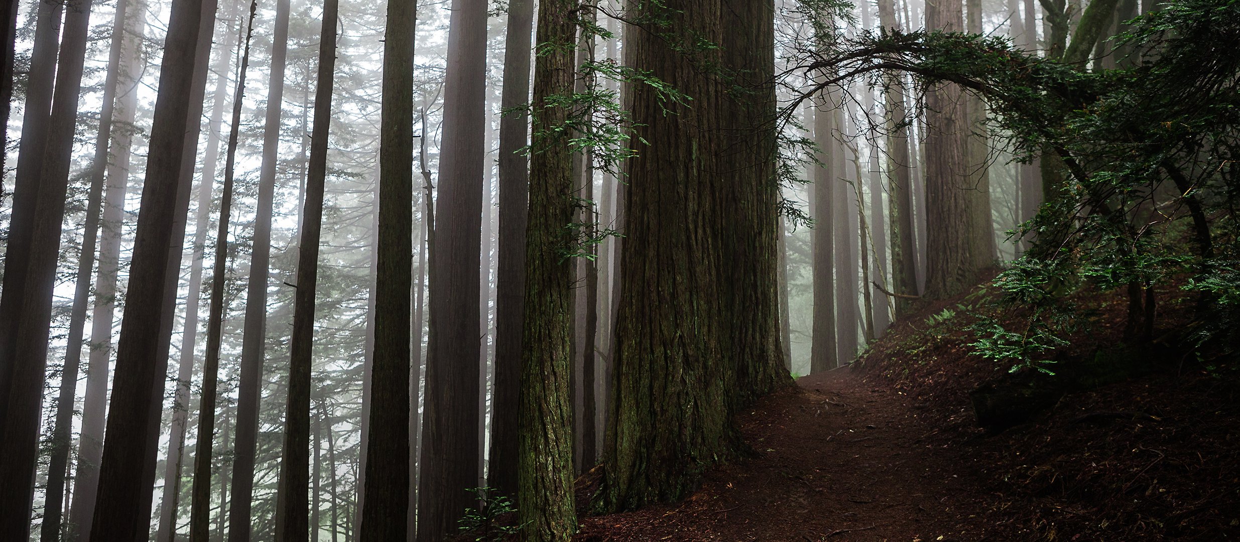 Redwood Forest 4K Wallpapers