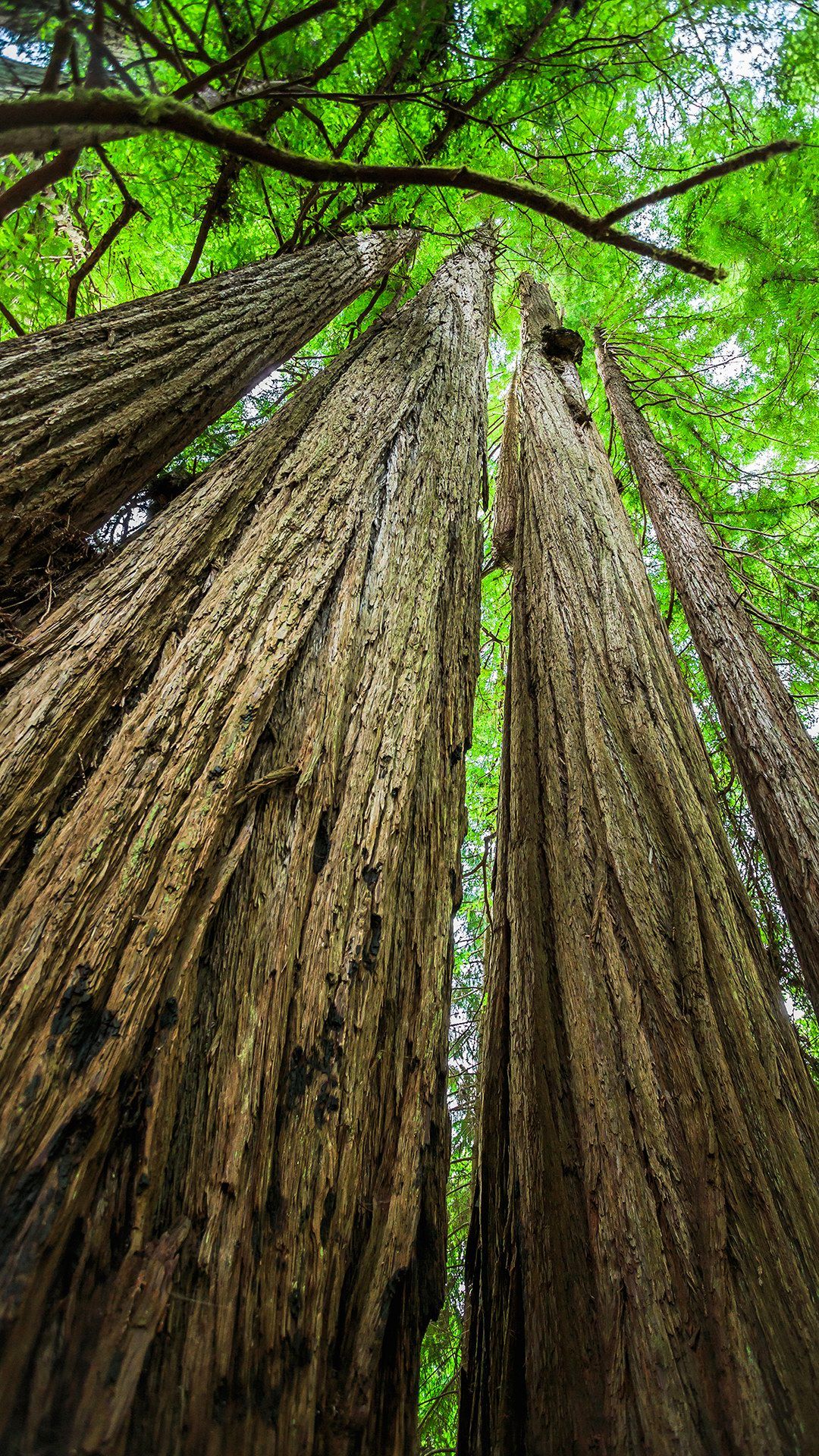 Redwood Forest 4K Wallpapers