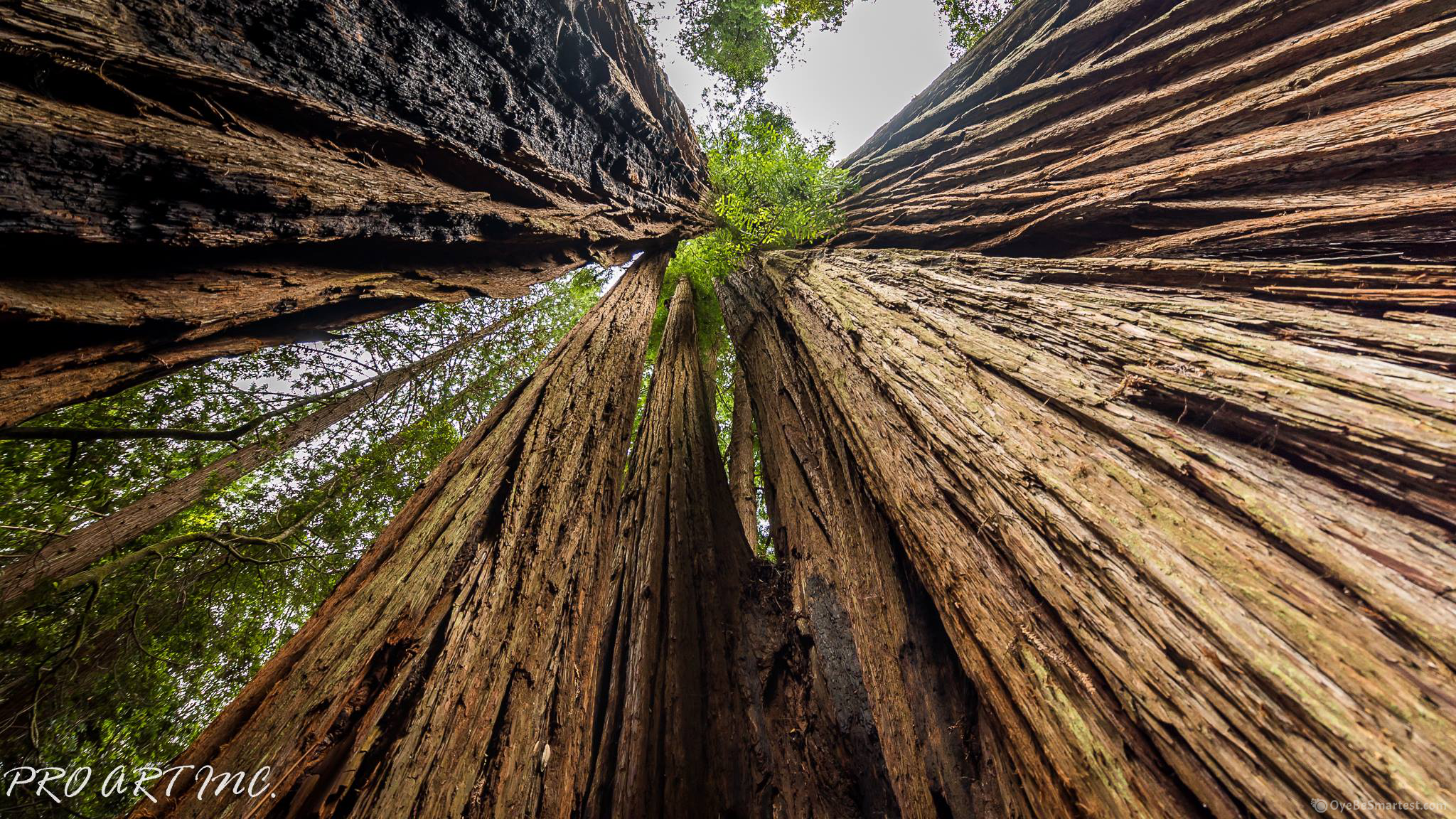 Redwood Forest 4K Wallpapers