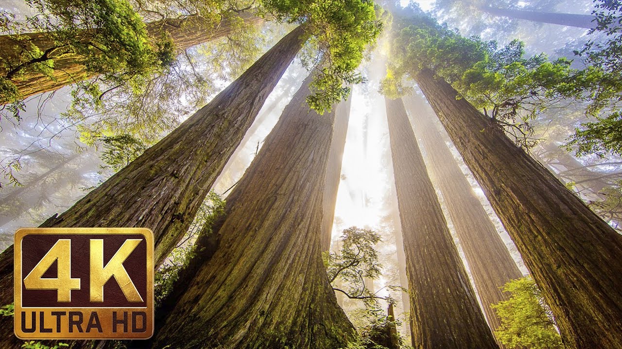 Redwood Forest 4K Wallpapers