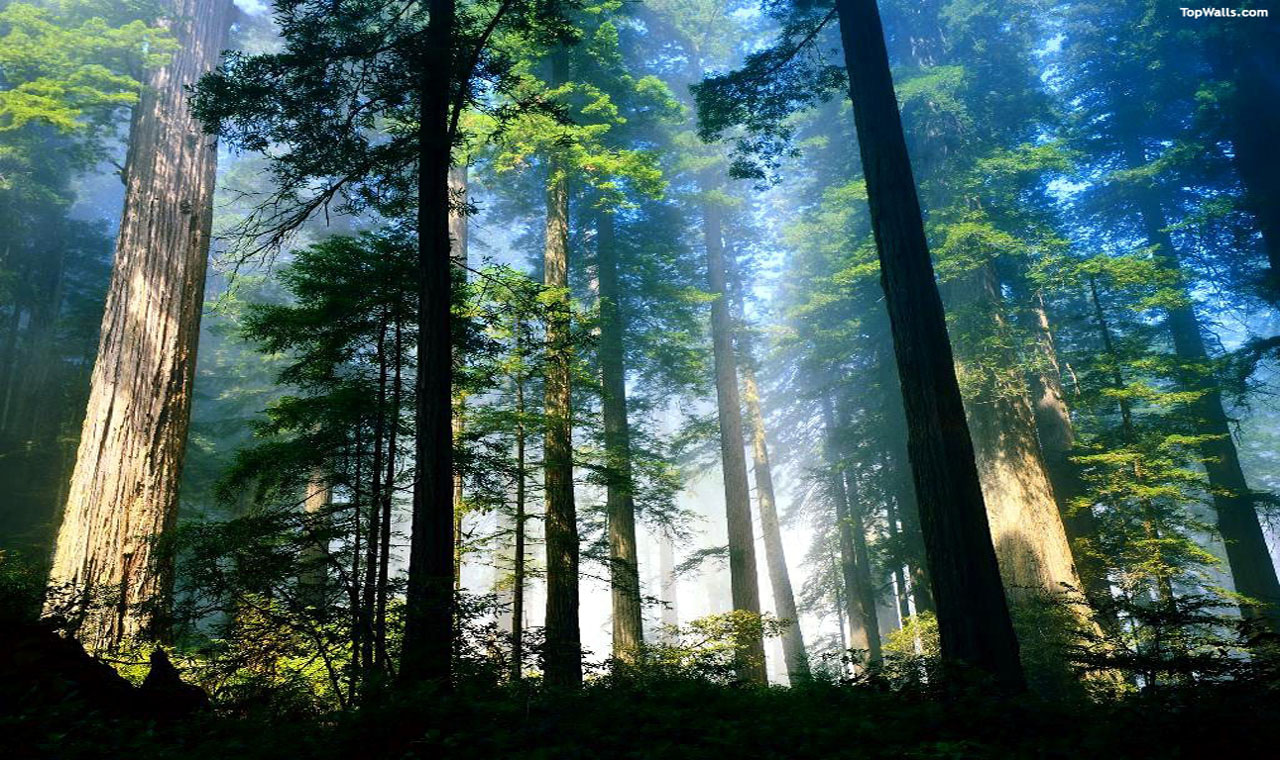 Redwood Tree Wallpapers