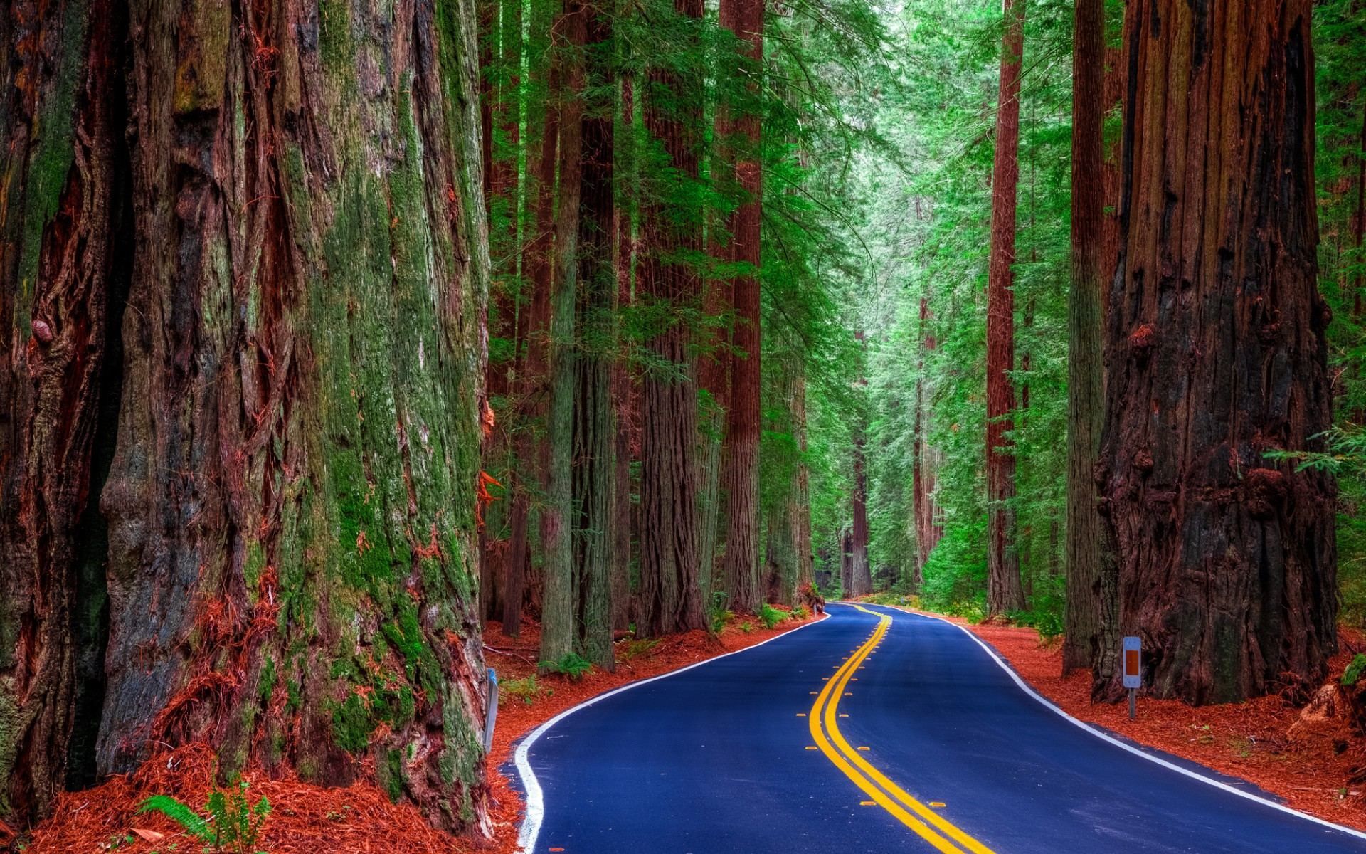 Redwood Tree Wallpapers