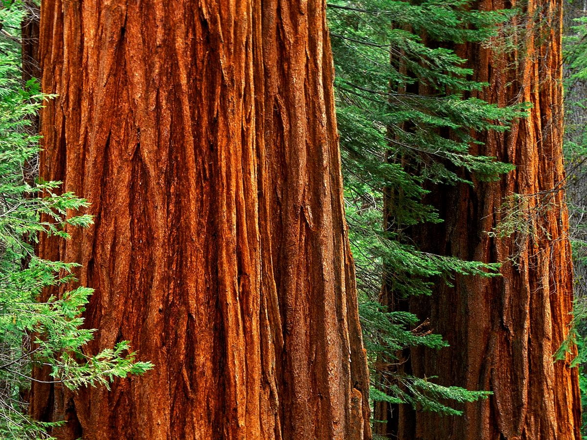 Redwood Tree Wallpapers