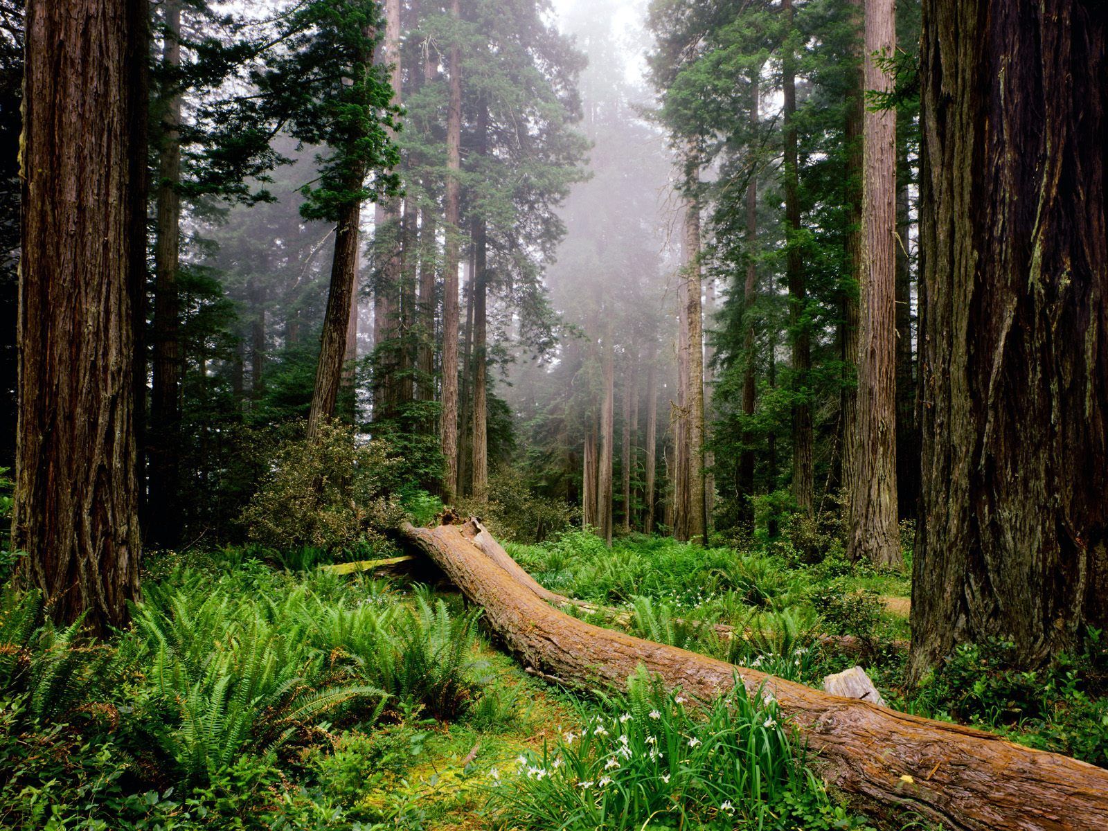 Redwood Tree Wallpapers