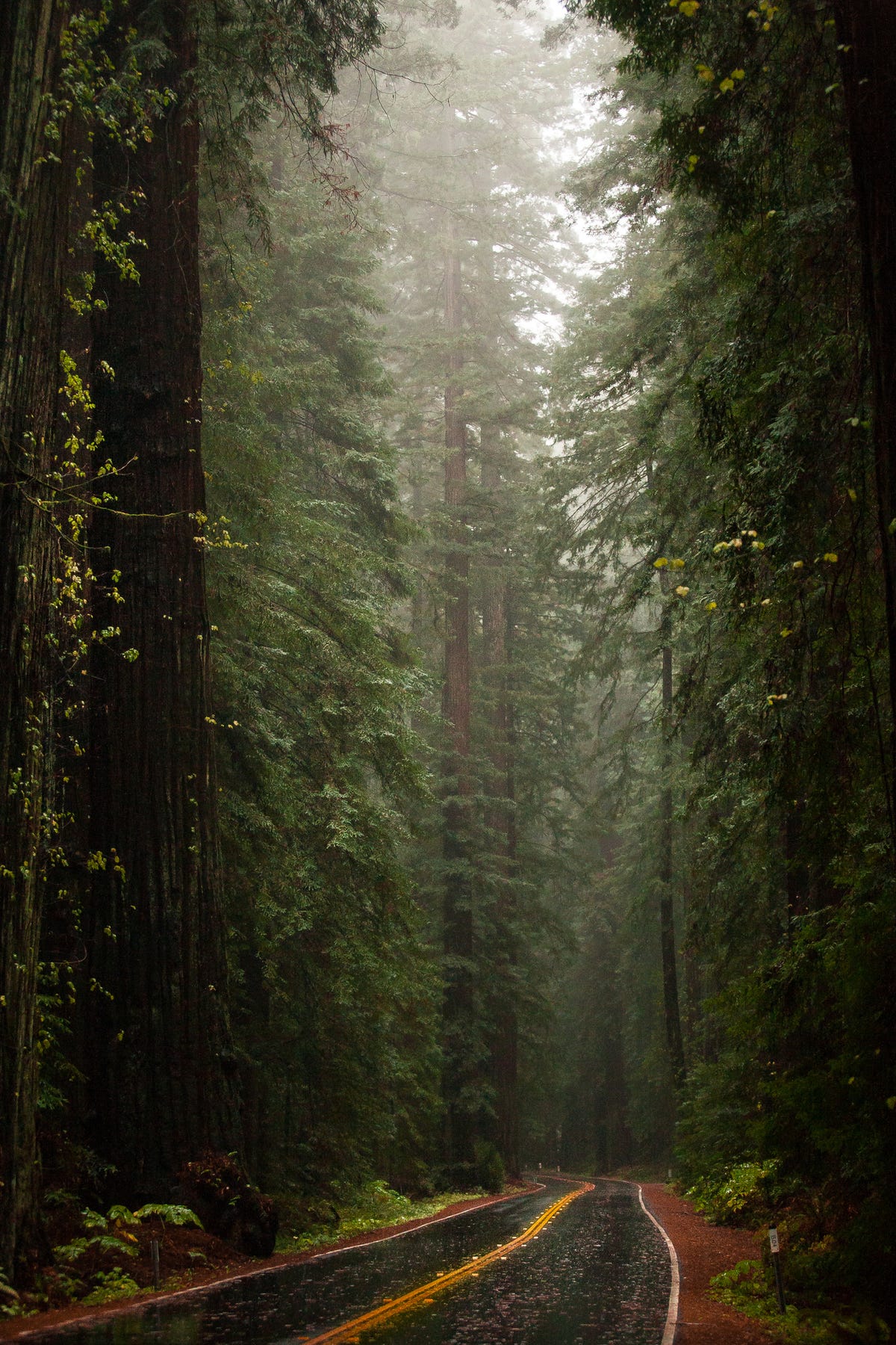 Redwood Tree Wallpapers