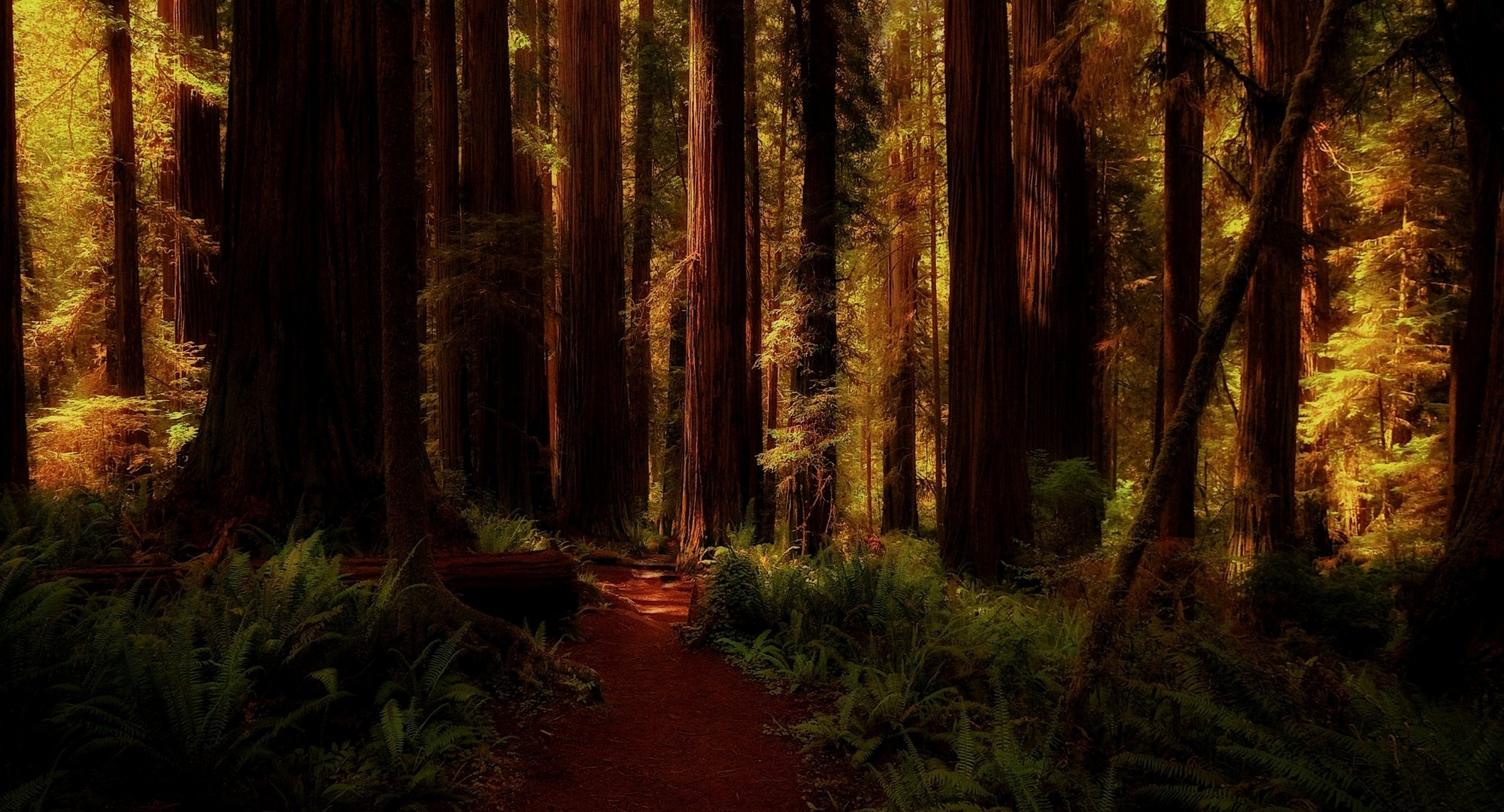 Redwood Tree Wallpapers