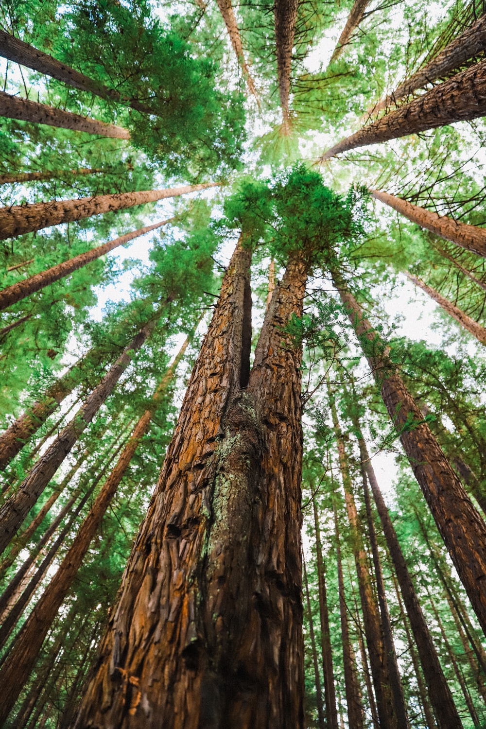 Redwood Tree Wallpapers