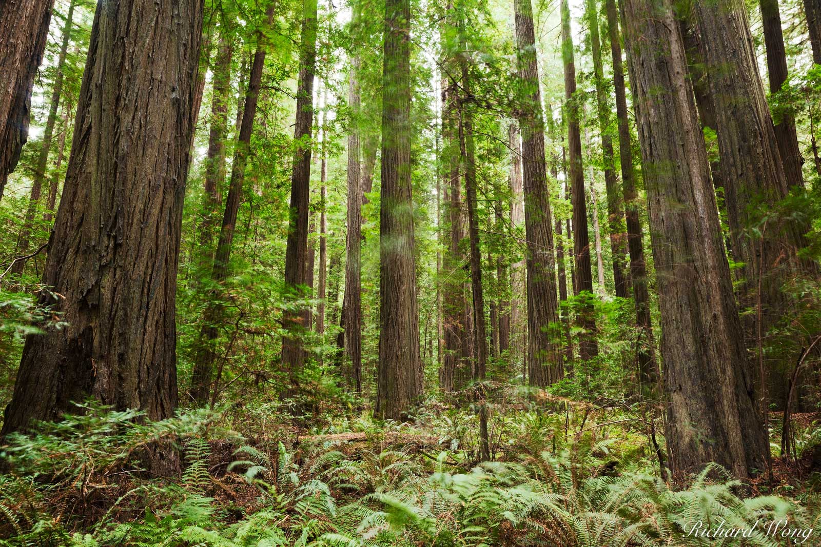 Redwood Tree Wallpapers