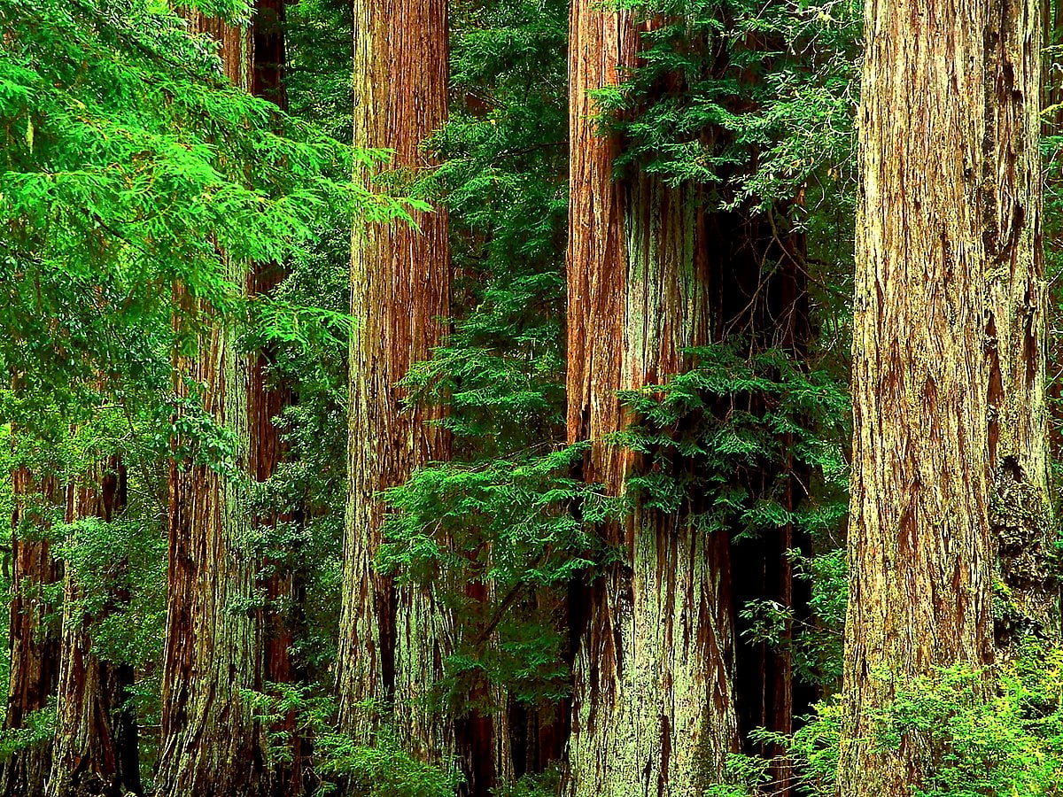 Redwood Tree Wallpapers