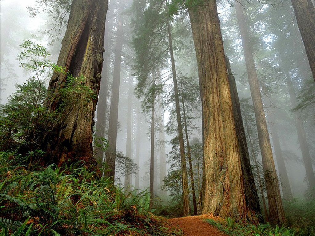 Redwood Tree Wallpapers