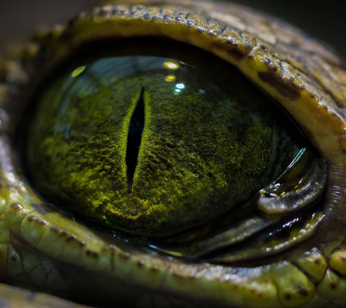 Reptile Eye Texture Wallpapers