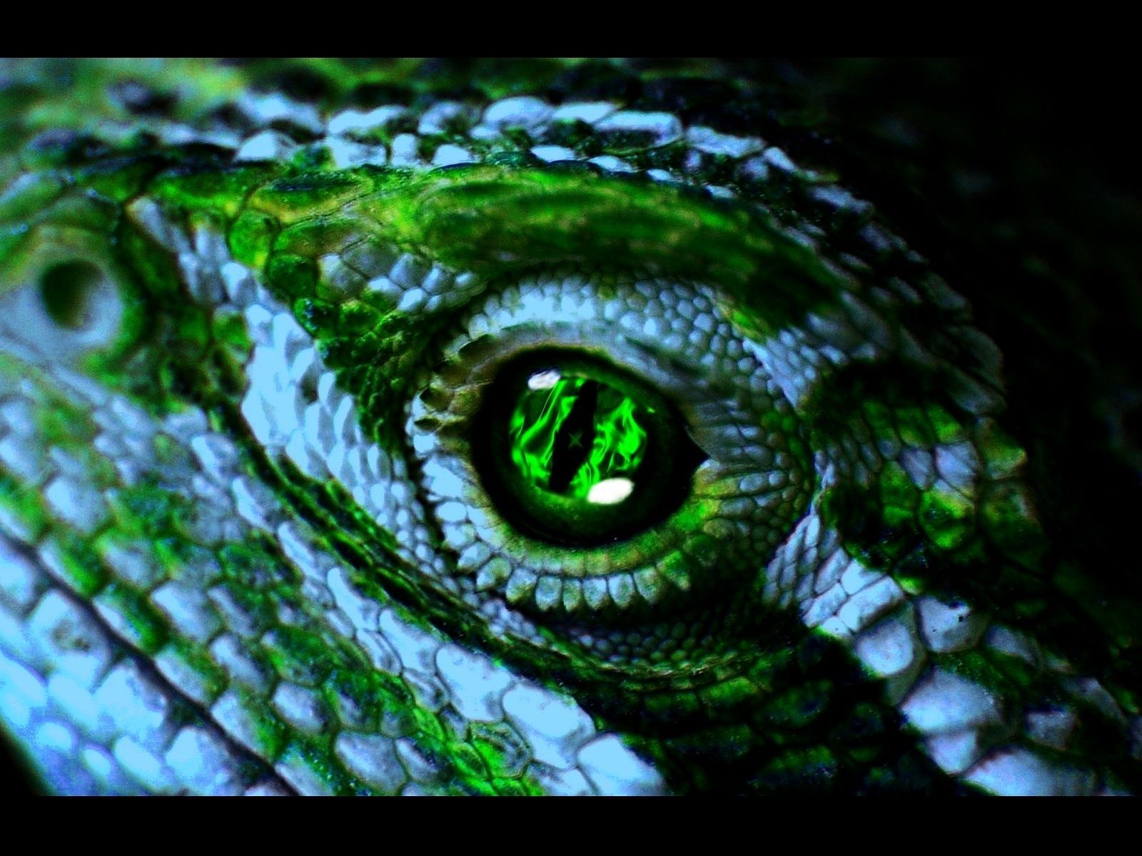 Reptile Eye Texture Wallpapers