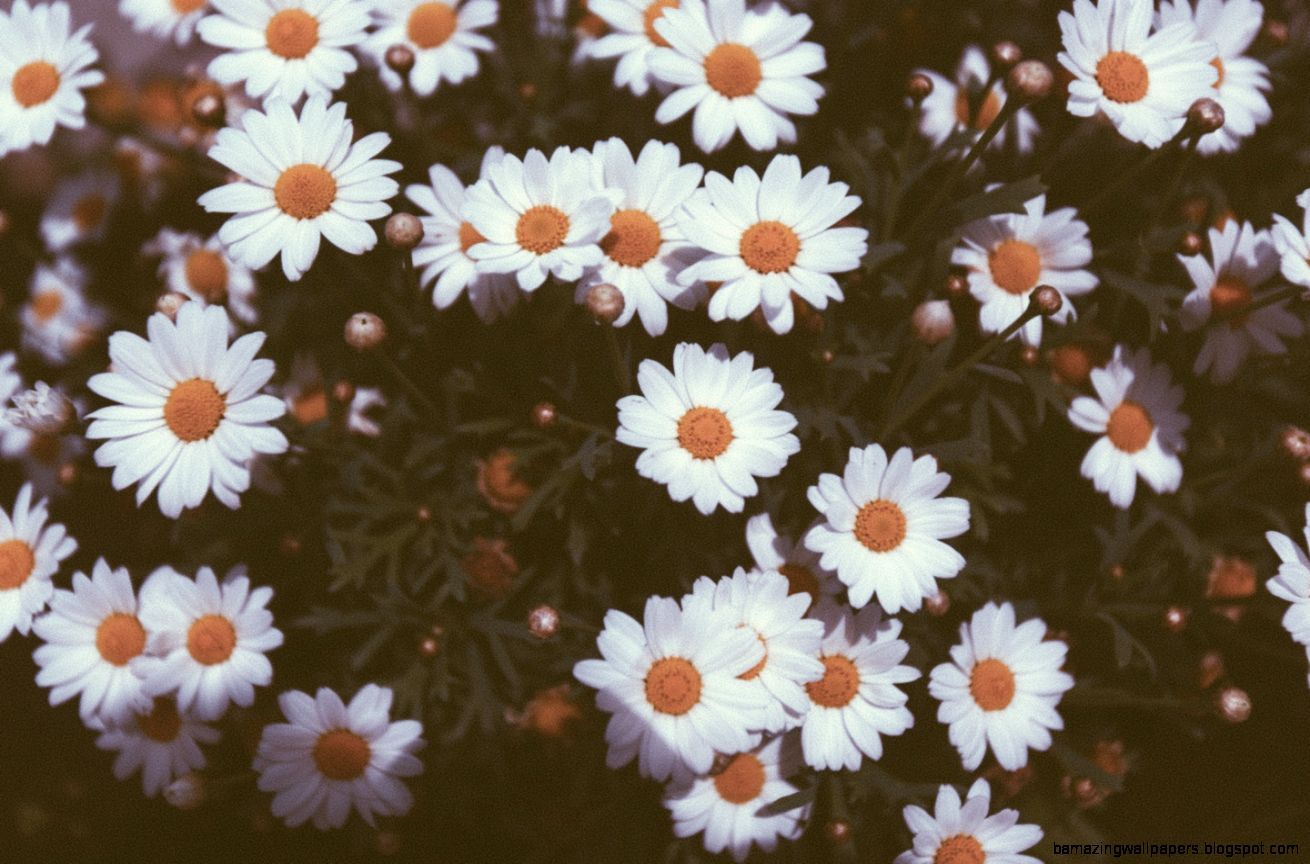 Retro Daisy Wallpapers