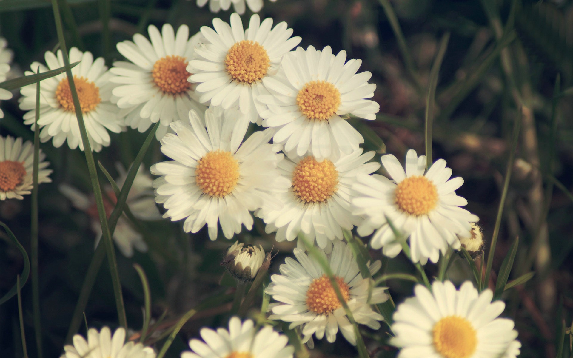 Retro Daisy Wallpapers